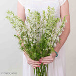 White Larskpur Flower
