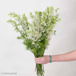 White Larskpur Flower
