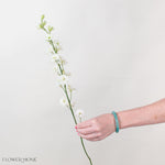 White Larskpur Flower
