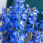 Dark Blue Delphinium Flower
