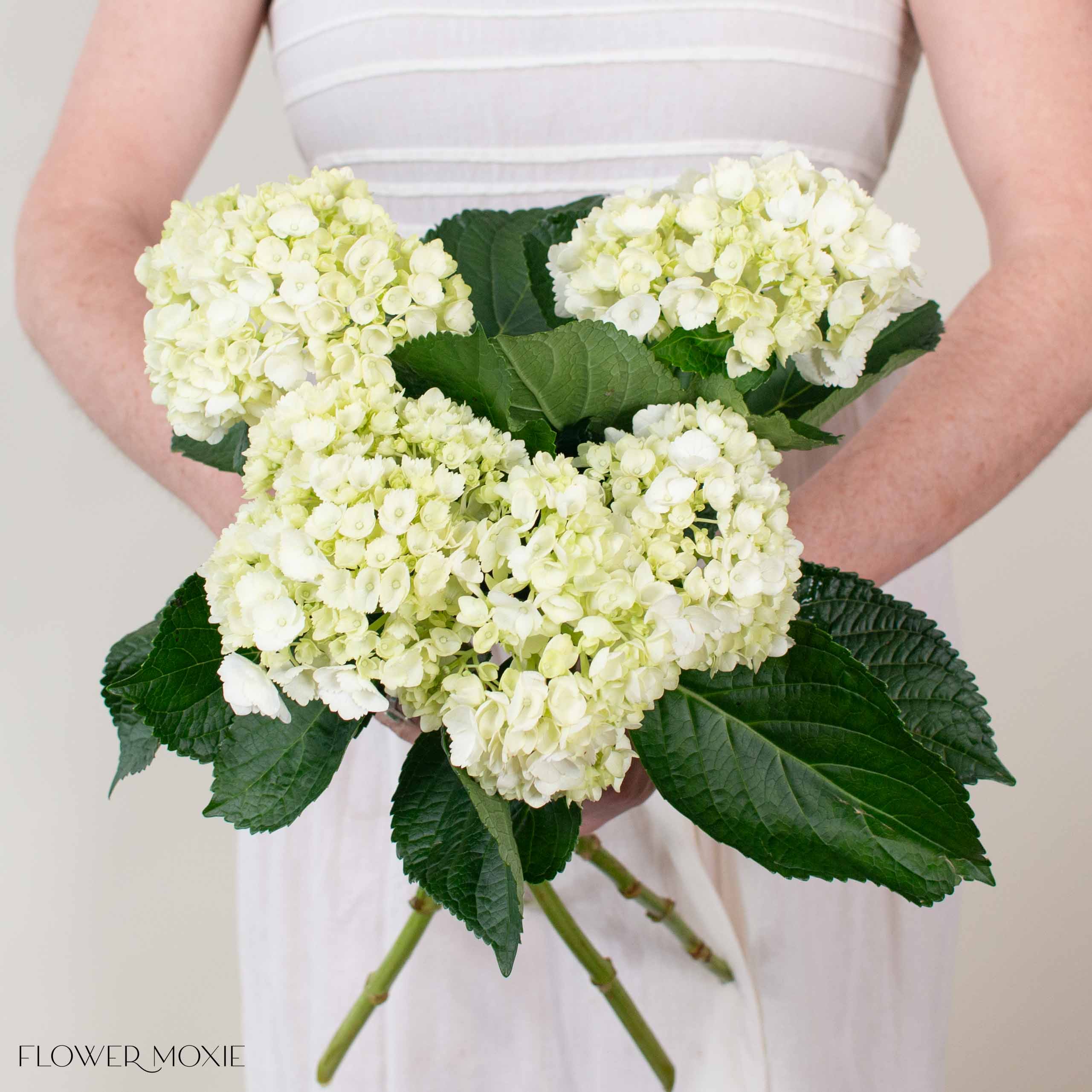 White Hydrangea