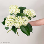 White Hydrangea