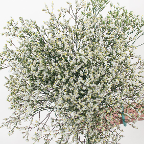 white limonium 4e3825df bc98 41a4 a9e3 267ab0111c8c
