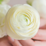 White Ranunculus Flower
