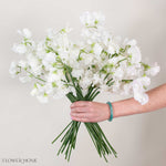 White Sweet Pea Flower