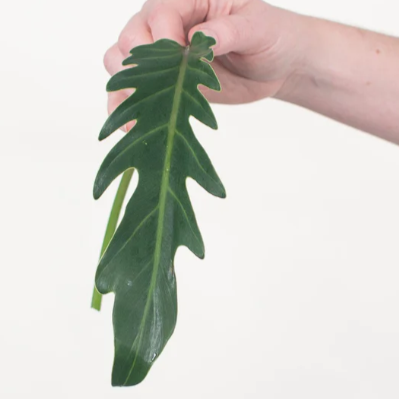 Phi Xanadu Greenery