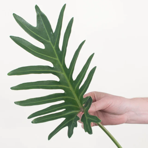Phi Xantal Greenery