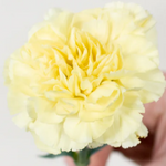 Yellow Carnation Flower