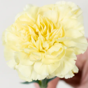 Yellow Carnation Flower