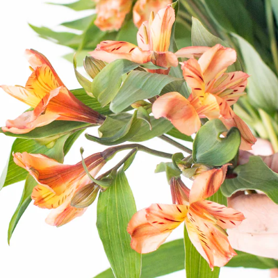 Orange Alstromelia Flower