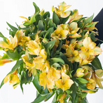 Yellow Alstromelia Flower
