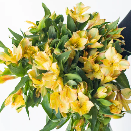 Yellow Alstromelia Flower