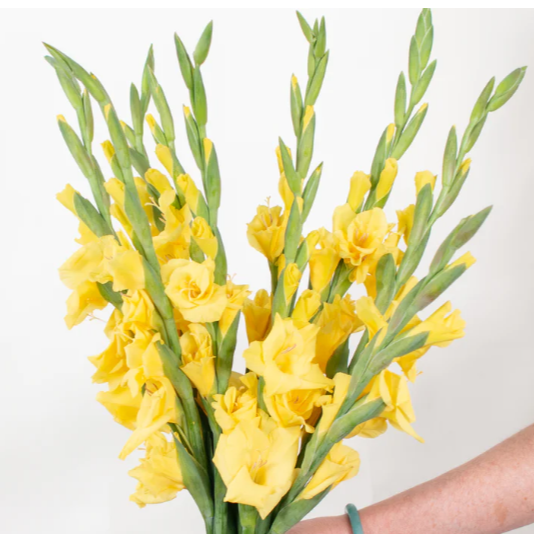 Yellow Mini Gladiolus Flower
