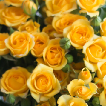 Yellow Spray Rose Flower