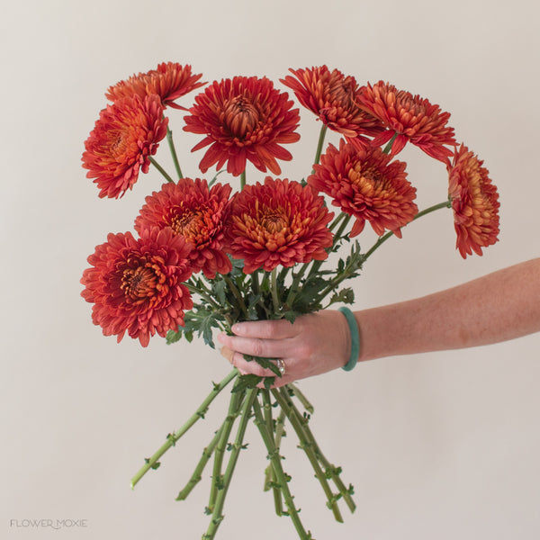 Red Cremon Flower | Best Flower Site