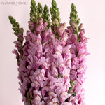 Lavender Mauve Snapdragon Flower