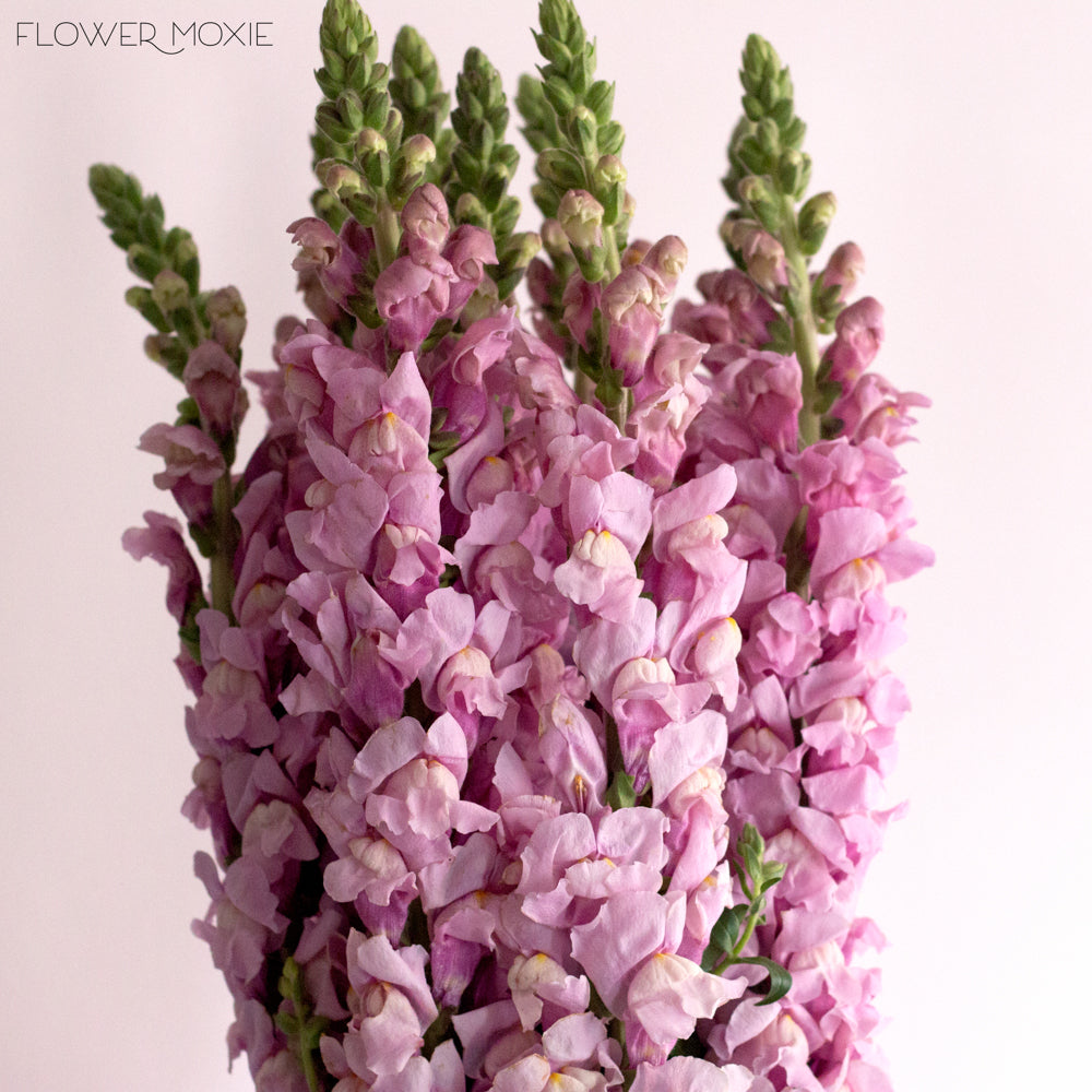 Lavender Mauve Snapdragon Flower