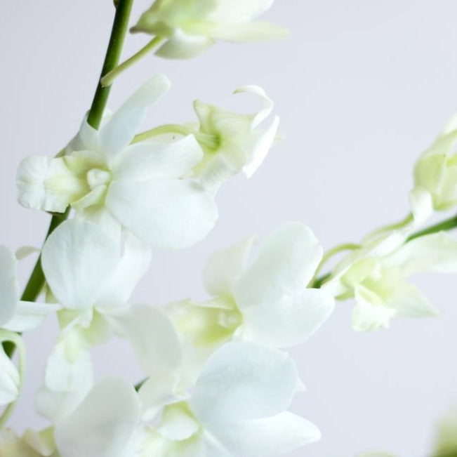 White Dendrobium Orchid Flower
