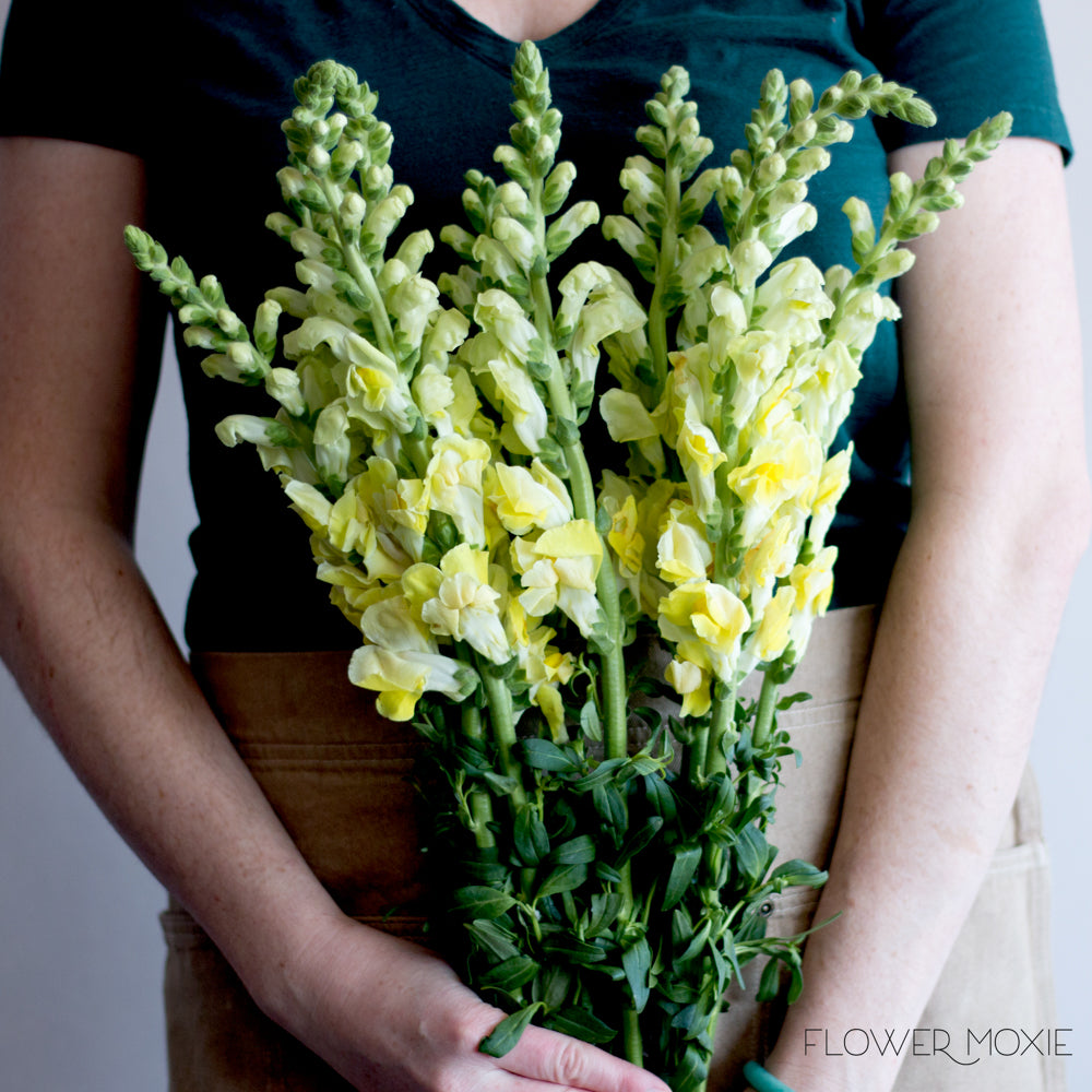 Yellow Snapdragons