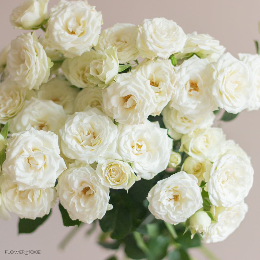 White and Cream Spray Roses | Bulk Wedding Flowers - Flower Moxie 120 Stems