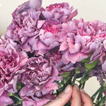 Hypnosis Lavender Carnations