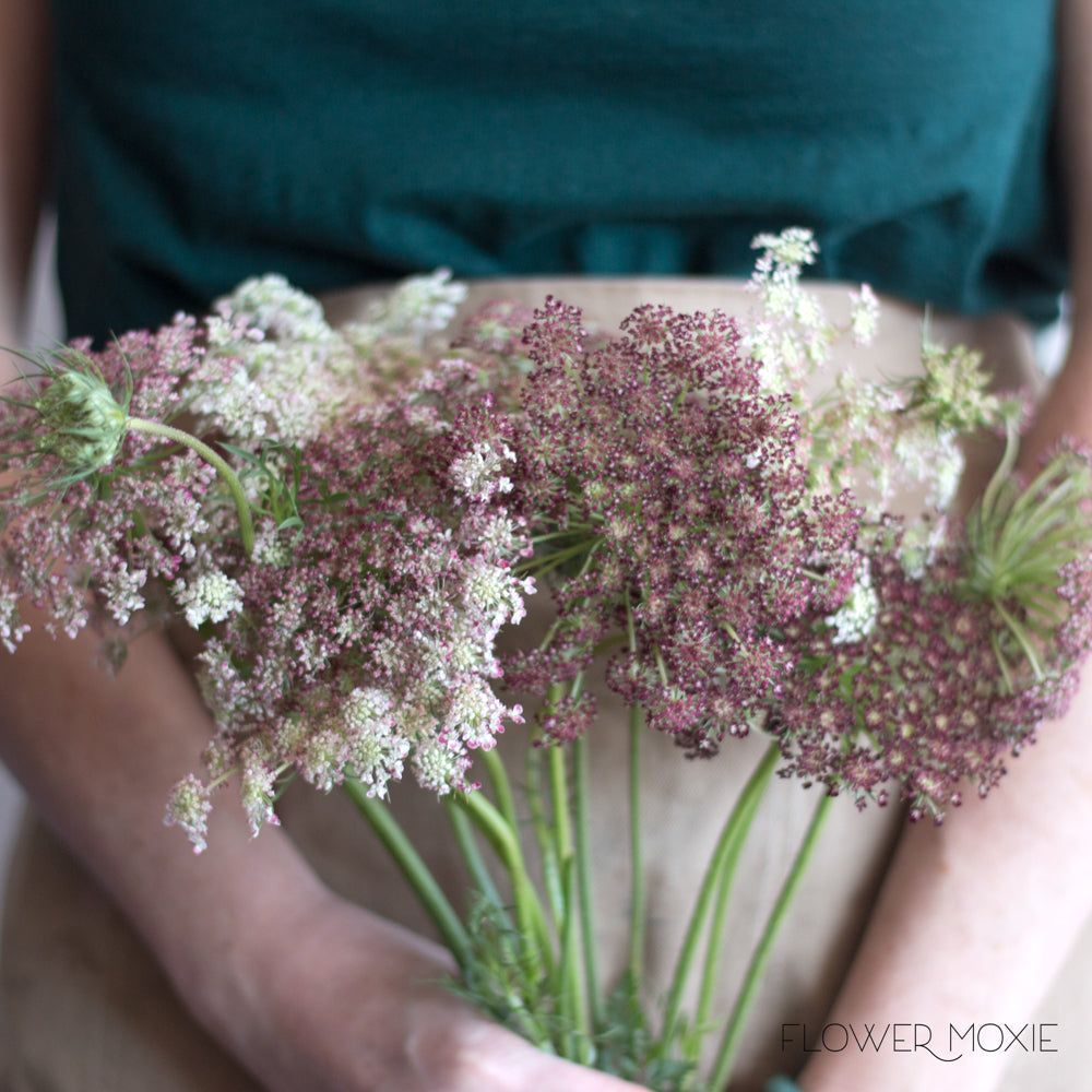 Chocolate Queen Annes Lace flower