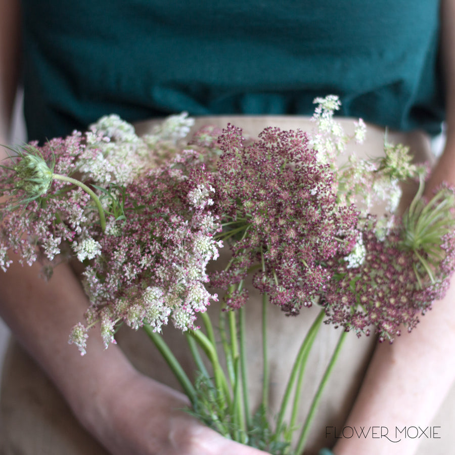 Chocolate Queen Anne's Lace DIY Wedding Flowers Flower Moxie