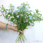 Blue Tweedia Flower