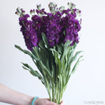 Dark Purple Stock Flower