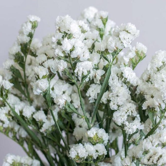 White Statice Flower