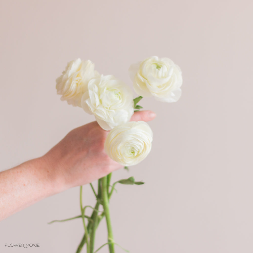 Bunch of white ranunculus flowers