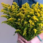 yellow solidago flower