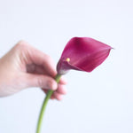 Cranberry Mini calla lily
