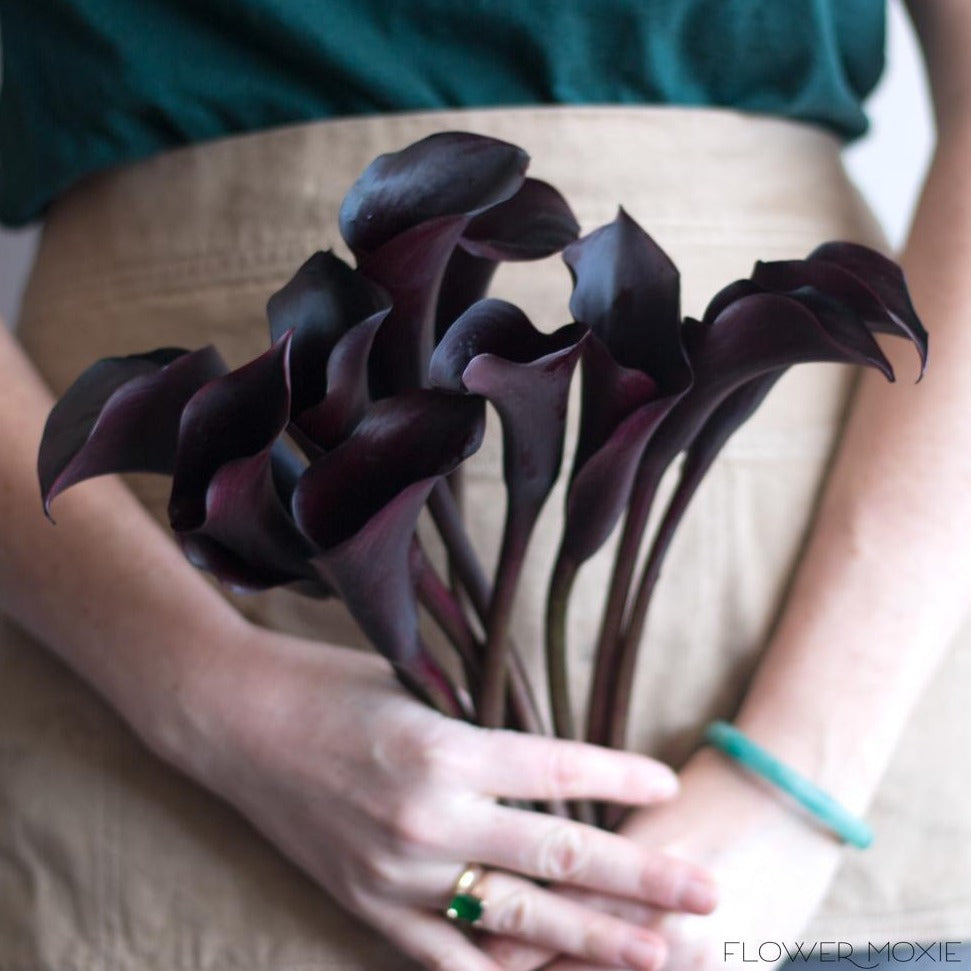 calla lily flower black Midnight Calla Lily | Fresh DIY Wedding Flowers | Flower Moxie 30 Stems