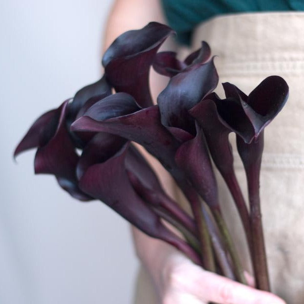 midnight lily flower Midnight Calla Lily | Fresh DIY Wedding Flowers | Flower Moxie 30 Stems