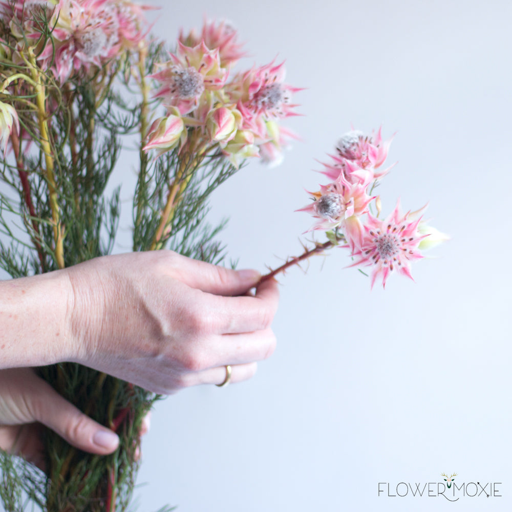 Blushing Bride Protea Flower