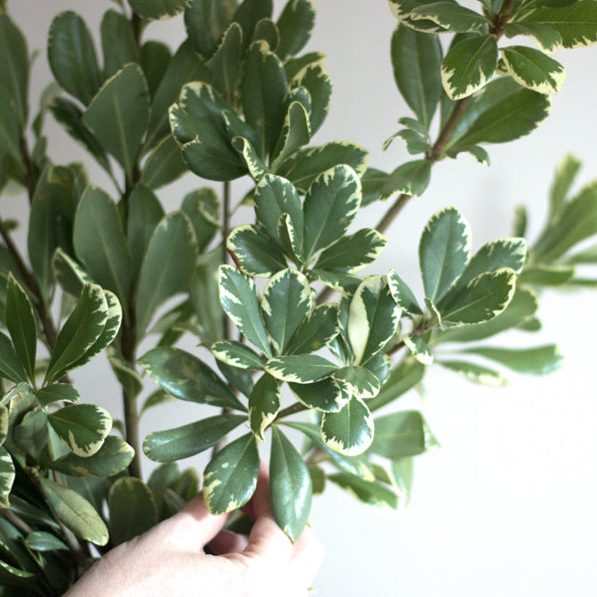 Variegated Pittosporum Greenery