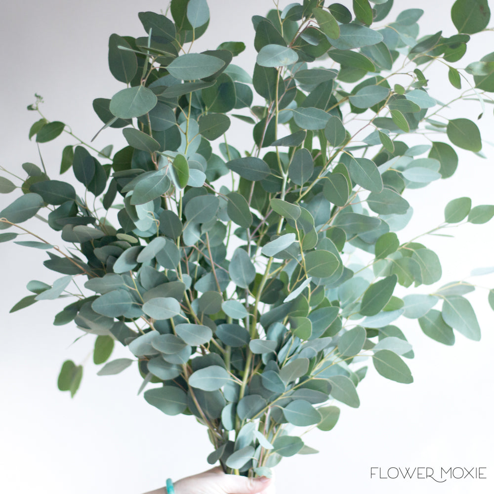 Silver Dollar Eucalyptus Fresh Wedding Greenery Flower Moxie Silver dollar eucalyptus fresh wedding greenery flower moxie