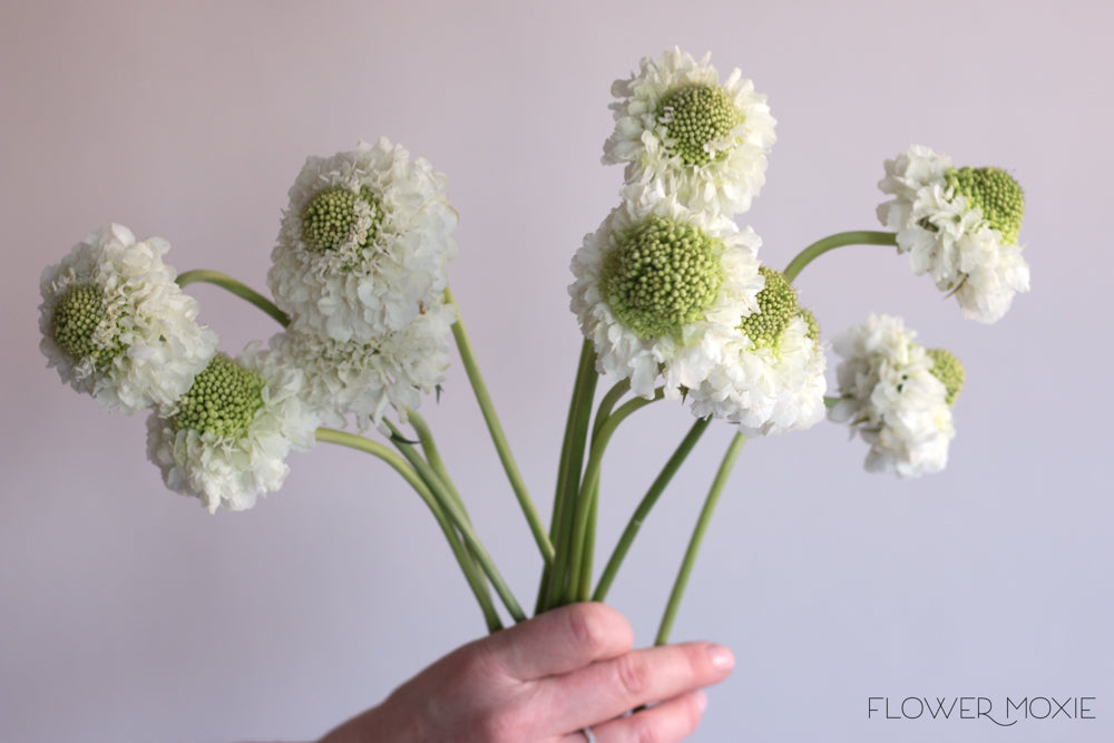 White Scabiosa Flower