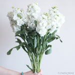 White Stock Flower