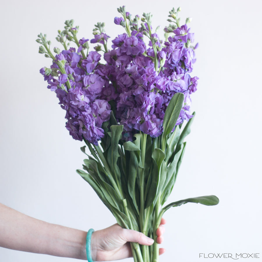 Purple Stock Flower | Bulk DIY Wedding Flowers | Flower Moxie 80 stems