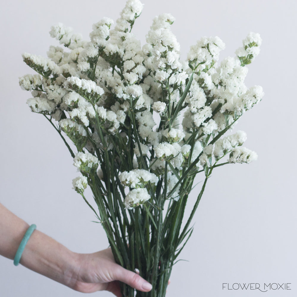 White Statice Flower