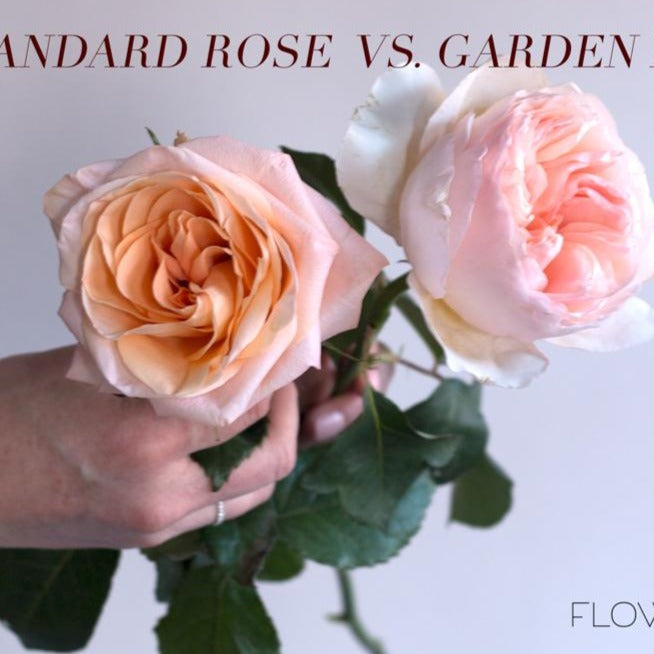 Juliet Garden Roses | DIY Wedding Flowers | Flower Moxie