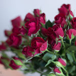 Rubicon Dark Red Spray roses burgundy