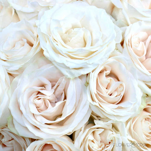 Roses in Bulk | Buy Fresh Roses Online for Wedding | Flower Moxie