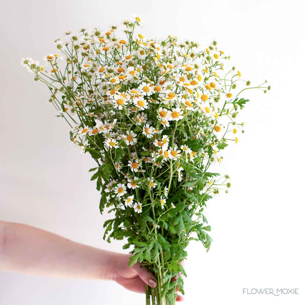 Feverfew chamomile daisy