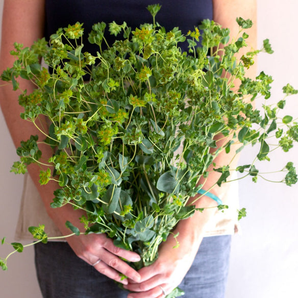 Light Wedding Greenery Bulk DIY Wedding Flowers Flower Moxie