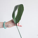 variegated Aspidistra leaf