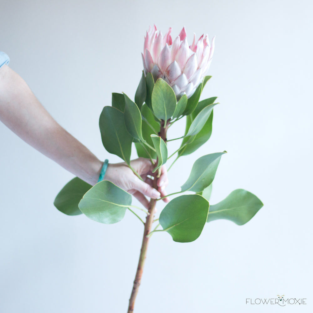 King Protea, DIY Wedding Flowers