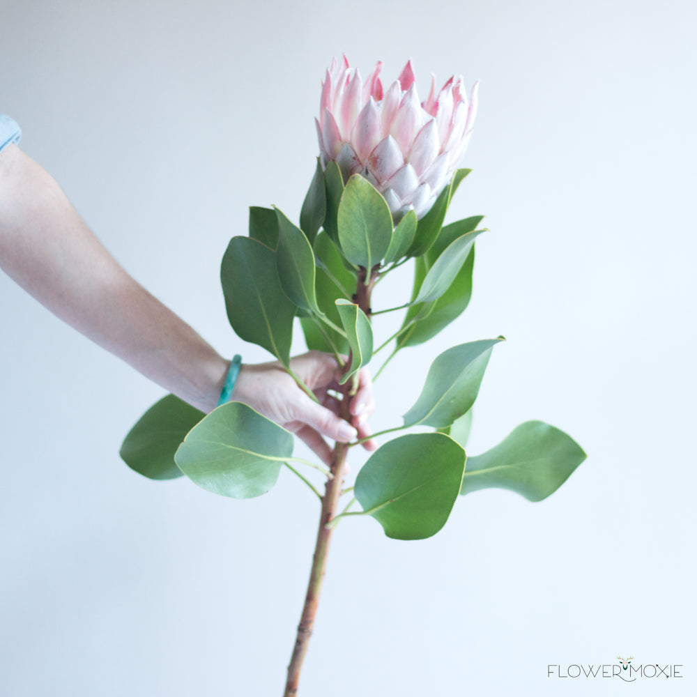King Protea | DIY Wedding Flowers | Flower Moxie 2 Stems